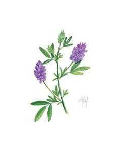 Alfalfa 50 arkocapsulas